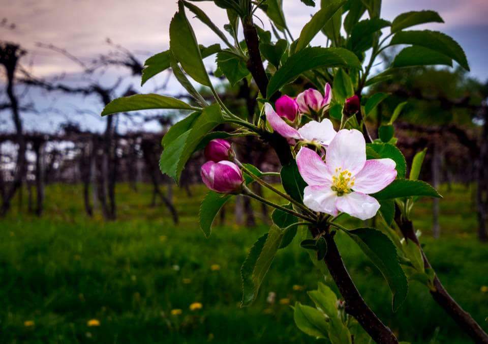 michigan apples