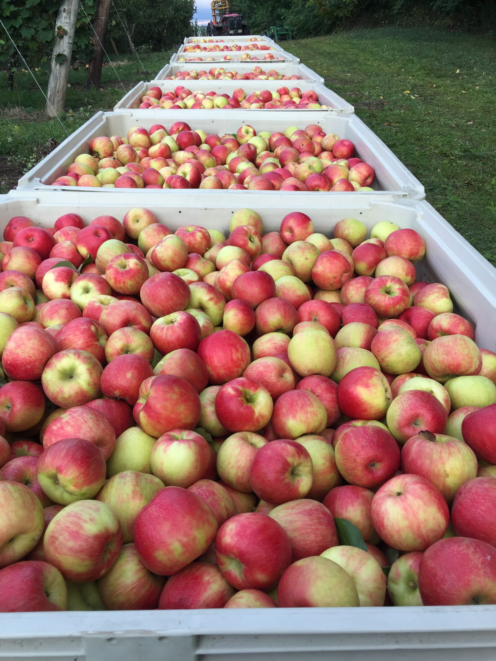 Michigan Apples & Peaches - Hildebrand Fruit Farms