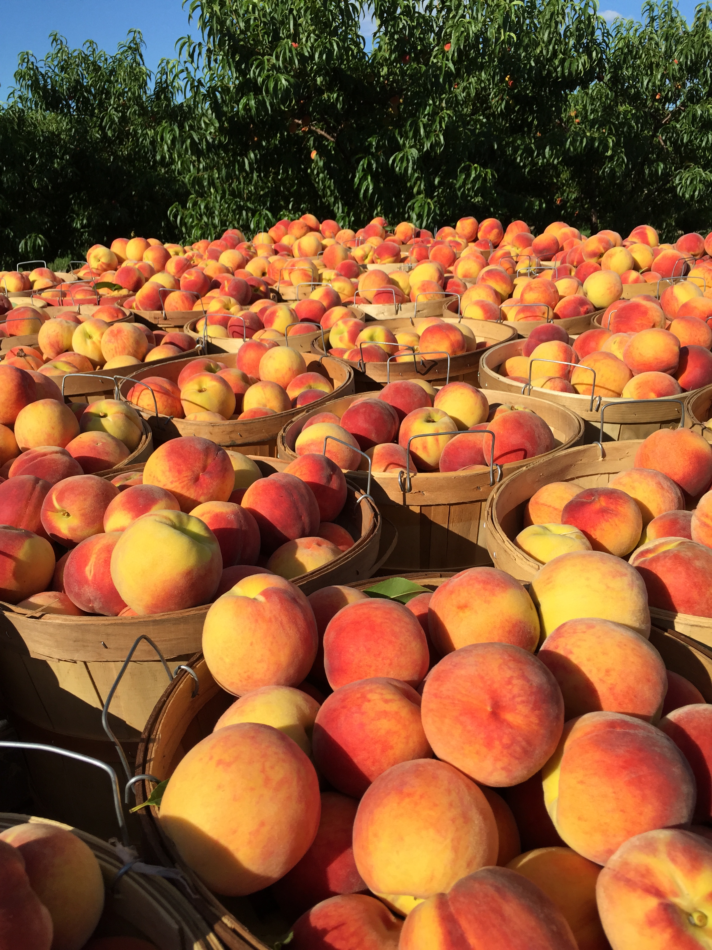 southwest michigan peaches